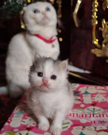 Gəmiricilər: Yaxşı əllərə — 1