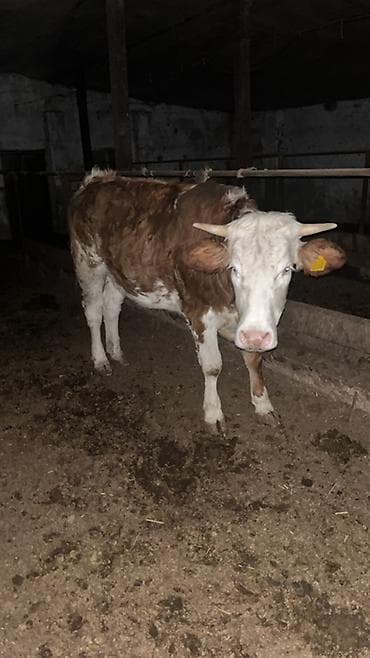 Atlar: Mal-qara satışı – erkək və dişi danalar Təsvir: - Təsərrüfatdan — 5