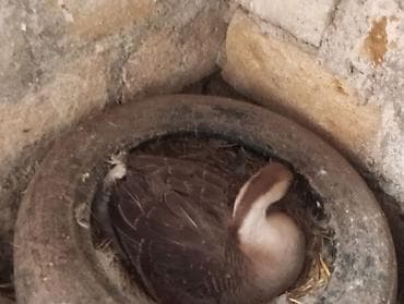 Inəklər, öküzlər: Dişi, | Linda, Damazlıq, Ünvandan götürmə — 4