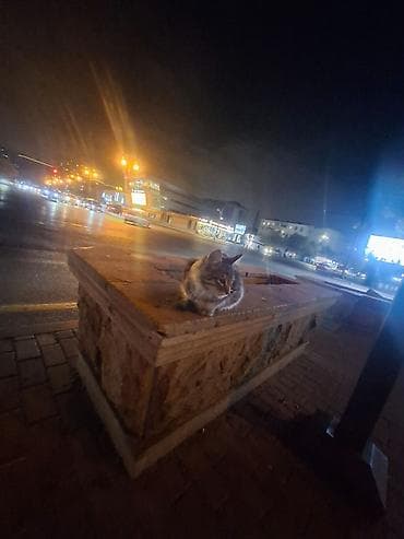 xadimə tələb olunur 2022: Iş.axtariram ciddi adamıar yazsın. təmizlik koməkçi işləri. Elanln — 1