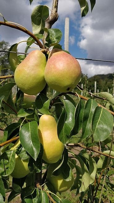 Anbar: İsmayilli rayonuna,meyvə bagina ailə tələb olunur 40 yaşina dək.Pulsuz — 1