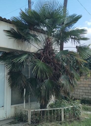 dekorativ dibçək gülləri: Təbiətin 15 illik şah əsəri satışda! Həyətinizi ya da bağınızı — 1