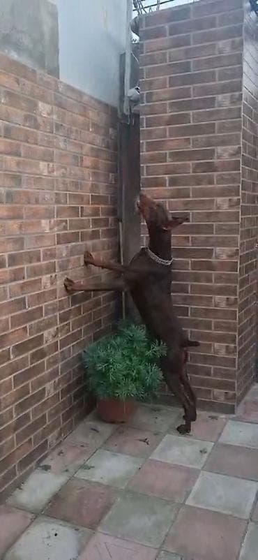 heyvan geyimi: Doberman, 1 il, Erkek, Peyvəndli, Ödənişli çatdırılma — 4
