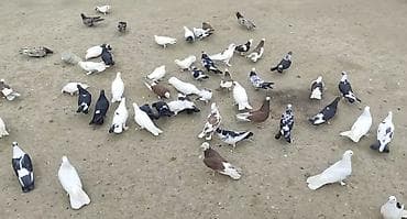 KİMDƏ SATTİQ QUŞ VAR ALİRAM SAY FƏRQİ YOXDU GƏLİB ÜNVANDAN ÖZÜM