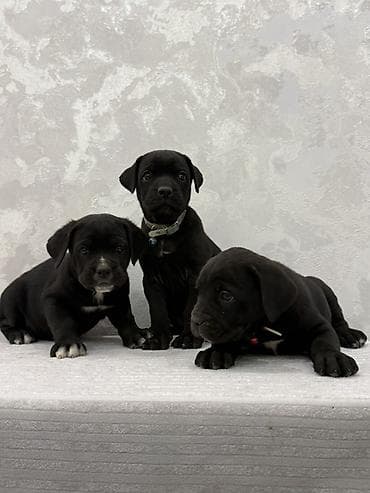 kaski itleri: Kane-Korso, 2 ay, Peyvəndli, Ünvandan götürmə, Ödənişli çatdırılma — 7
