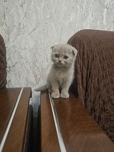 pişim: Şotland — 1