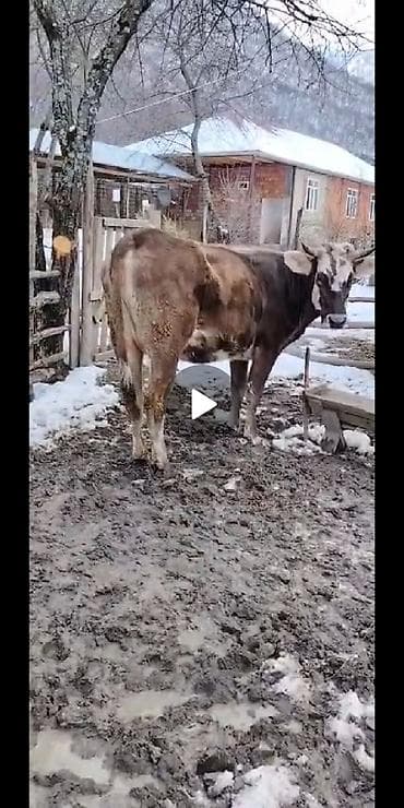 pulsuz pişik balalari 2020: Agluqulaq cinsindən olan ineyimiz satışa çıxıb birinci qarına süni — 5