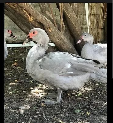 Atlar: Dişi, | Lal ördək, Damazlıq, Ödənişli çatdırılma, Rayonlara çatdırılma — 3