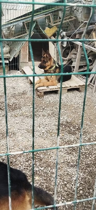 taksa it: Alman çoban iti, Erkek, Peyvəndli, Pulsuz çatdırılma — 4