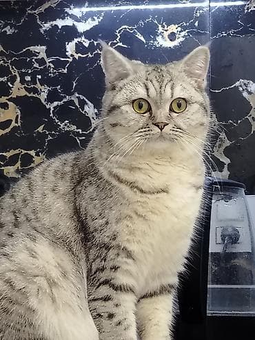 cütleşdirmek: Şinşilla, Ünvandan götürmə — 1