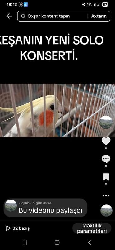 quş yuvası: KARELLA KEŞA (cockatiel) – sevimli ev quşu - Növ: Nymph kakadu - — 8