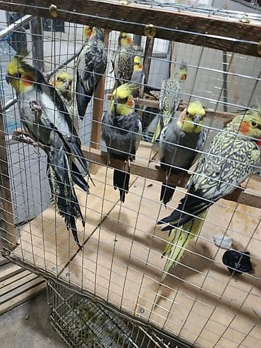 sabuncu heyvan bazari: Salam El quwuda var icinde 2 dene ikside erkekdi onlarin qiymeti — 1