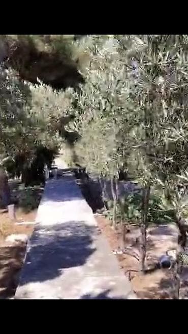 lerik ev kiraye: Nardaran. Sea Breezele uz-beuz 44 sot, 6 dene ev (ayrica), 11 otag — 6