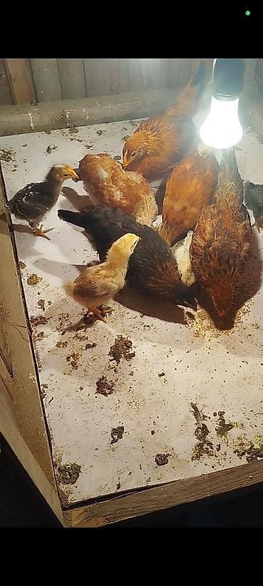 inqivator cuce: Toyuq cücələri, Ətlik — 1