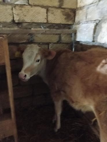 depo gold instagram: Satılır: inək Xüsusiyyətlər: - Süd istiqamətli yerli cins (qarışıq — 1