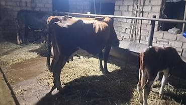 xacmaz inəy: Ikinci qarına doğub 20 günlük süni mayalanmadan olan erkək balası — 6