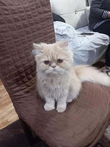 mavi rus pişiyi: Pers pişiyi 8 aylıq erkekdir — 2