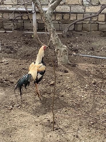 xas: Xüsusi rənglərlə göz oxşayan ev toyuğu xoruzu - Növ: xoruс (ev — 4