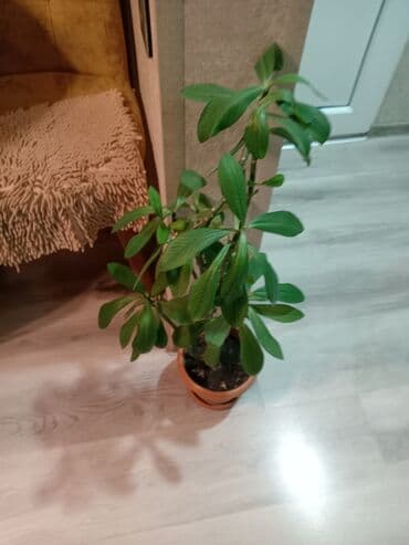 Синадениум 15 ман