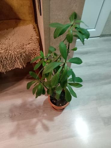 Lixiang: Синадениум 15 ман — 1