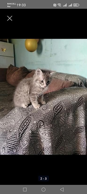 Ev pişiyi üçün starter dəsti Tərkib: - Qapılı, filtrli qapalı qum — 3