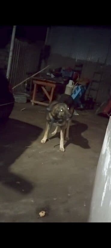 setteri it cinsi: 2 il, Erkek, Peyvəndli, Ünvandan götürmə — 7