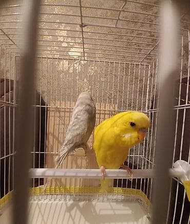 jako tutuquşusunun digər adı: Tutuquşu biri dişi biri erkəkdir. 6 aylıqıdır Yaxınlarda — 2