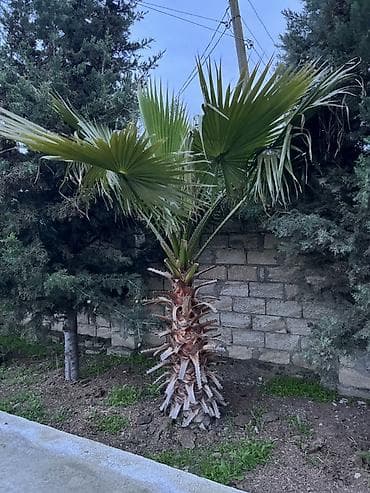 palma ağacları: Dekorativ fan xurması (Washingtonia robusta tipli) – bağ və həyətlər — 2