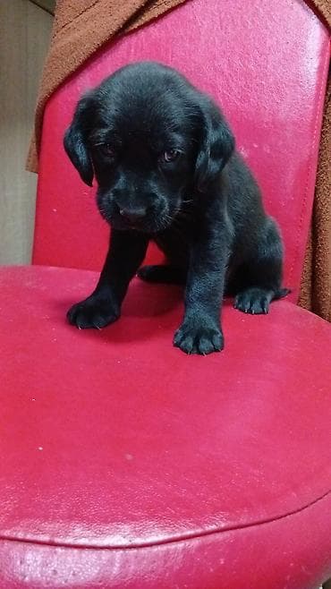 Koker spaniyel, 1 ay, Erkek, Sənədli, Ünvandan götürmə — 2
