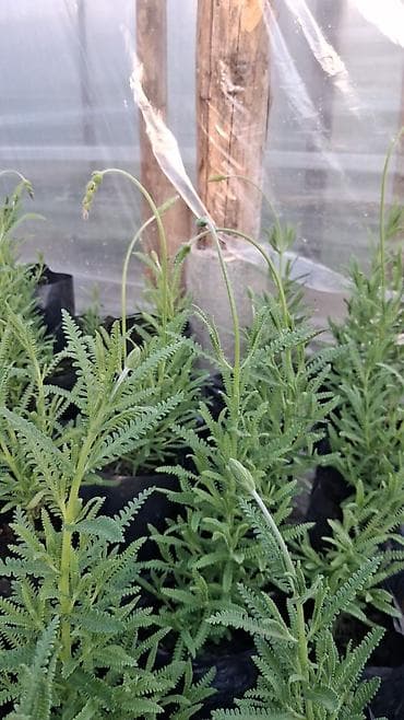 bitki satışı: LAVANDA ştillərdi. Hazır torfda istənilən yerə köçürülməyə tam hazır — 2