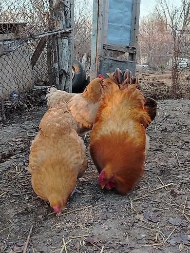 Quşlar: Bu dekorativ toyuqlar satılır tam sağlam toyulardı tez tez kürt — 1