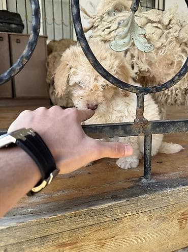 afcarka balası: Pudel, 1 ay, Dişi, Pulsuz çatdırılma — 2