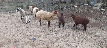 qoyun quyrugu: Tək tək satiş var.Yanı balalılar, 4 ana 4 bala.Razılaşma olacaq.Ciddi — 4