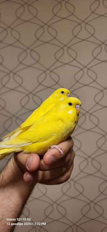 bengal pişiyi qiymeti: Tam sarıdırlar, bir ay yarımlıqdırlar. Ələ öyrəşdirmişəm. Ataları — 10