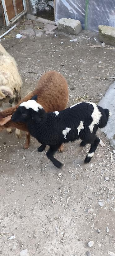 Qarışıq rəngli quzu – Qara-ağ naxışlı - Növ: Quzu (qoyun balası) -