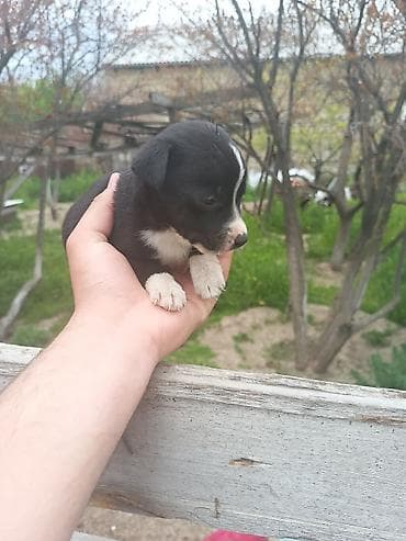 pulsuz it balalari: Ünvandan götürmə — 5