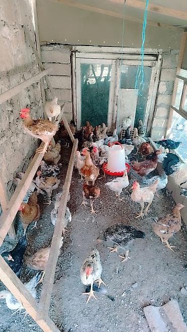 Məhsul: Ev quşları – toyuq sürüsü Təsvir: - Hibrid və yerli cinslərin
