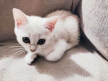 ag pisik balasi: Şinşilla, Erkək, Dişi, Pulsuz çatdırılma — 2