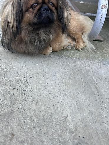 hamster satisi: Pekines — 2