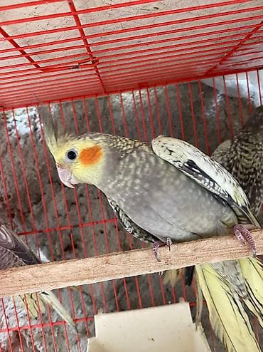 qus xana: Korella cute hazir — 6