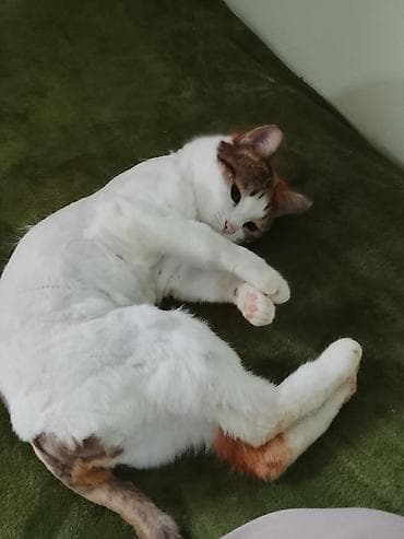 ucuz pisik: Yaxşı əllərə — 2