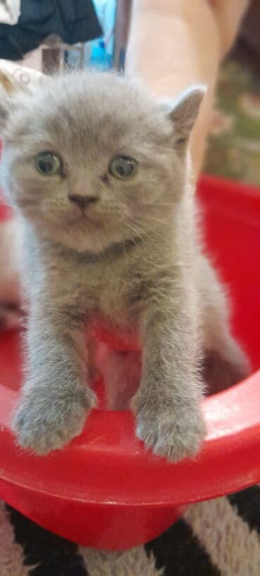 İtlər: Britan, Erkək, Dişi, Yaxşı əllərə, Ünvandan götürmə, Pulsuz çatdırılma, Ödənişli çatdırılma — 6