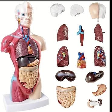 Manekenlər: Bədən, Plastik, plastmas, Ağ — 1