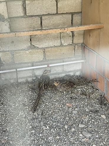 Qazlar: Xoruz, il: 2 — 3