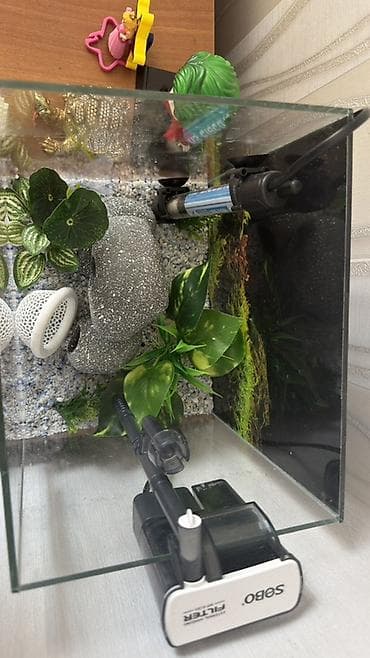 heyvanlar: Dördbucaq akvarium, Boş, 25 l — 4