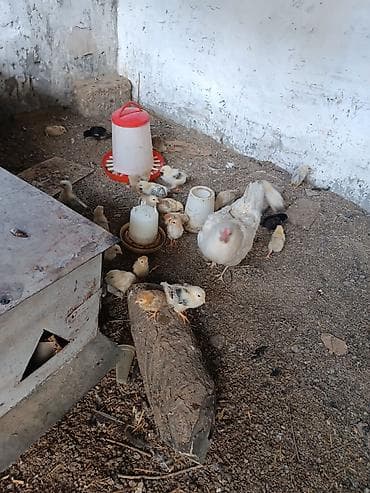 Toyuq cücələri, Ətlik