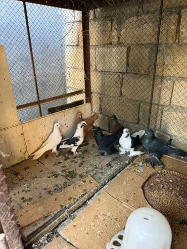 cuce satisi 2019: Hamisi 45 azn ciddi alicilar yazsin — 2