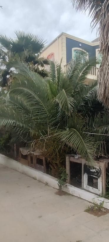 Dekorativ palma ağacı – böyük ölçülü - Növ: dekorativ fan‑yarpaqlı