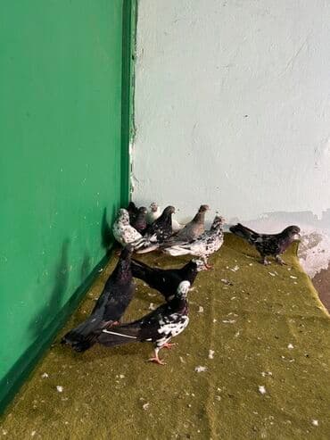 göyercin yuvasi: Ebrewler ciller — 3