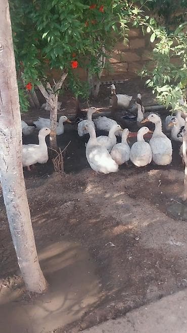 white duks: 50dənədi sürü halında razılaşmaq olar Məhsul: Ev şəraitində saxlanılan — 3